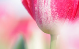 white and pink flower HD wallpaper